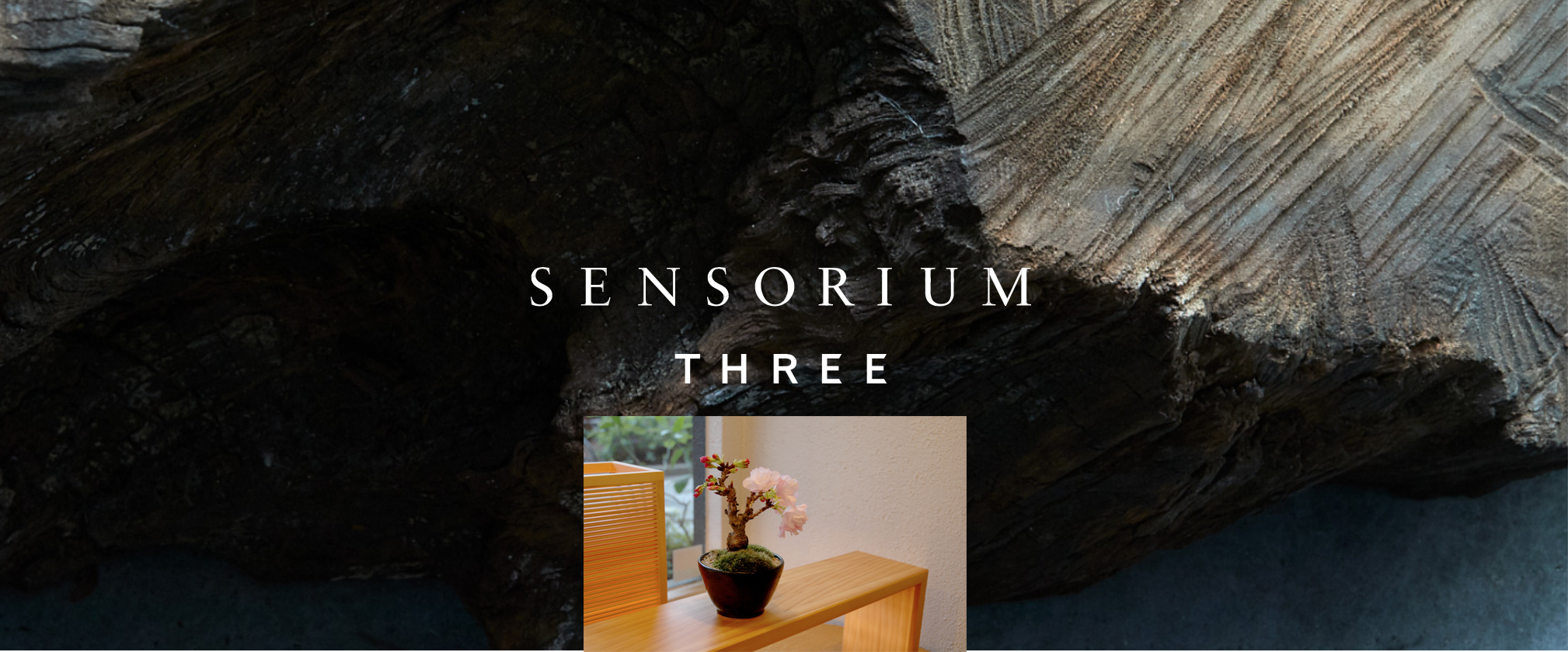 中目黒の盆栽 苔玉販売店グリーンスケープ Sensorium Three Workshop Material 桜盆栽