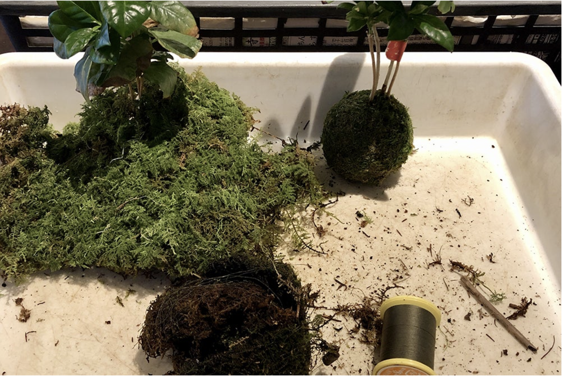 苔玉のお直し作業