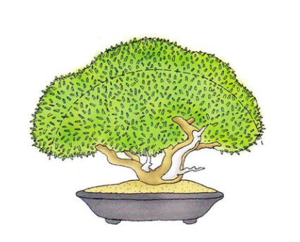芽摘みで樹冠を整えた真柏のイメージ