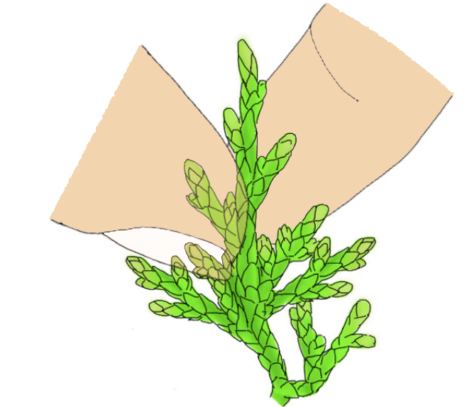 真柏の枝葉の分岐を確認しながら芽を摘む様子
