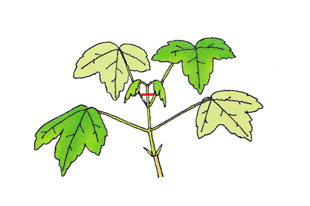 モミジの芽摘みと剪定方法