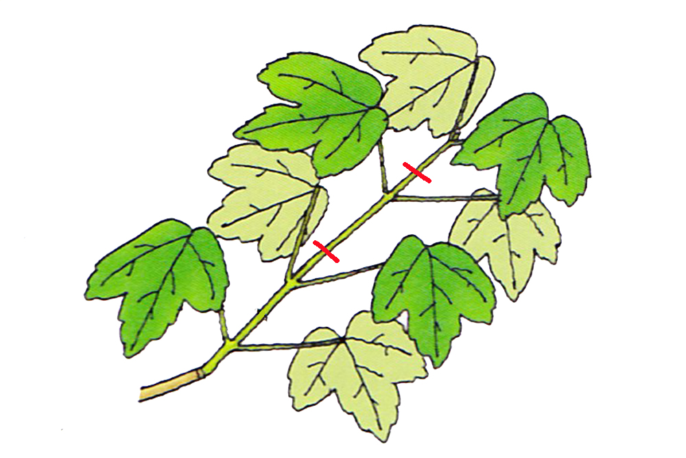 カエデの芽摘みと剪定方法